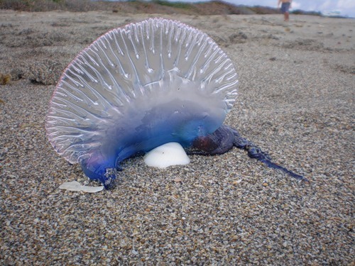 Парусник-медуза